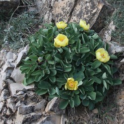 Paeonia wendelboi in Iran